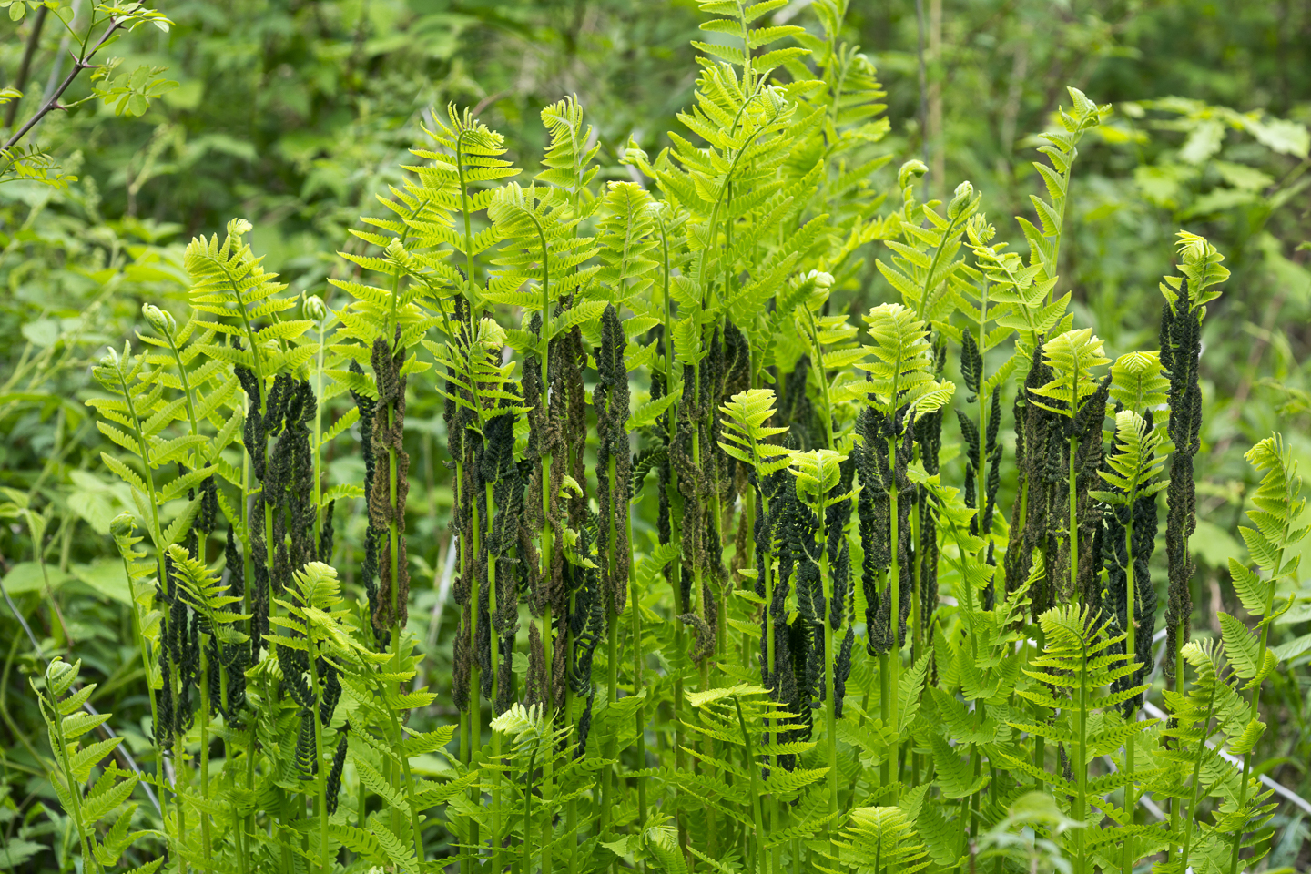 Interrupted Fern (Osmunda claytoniana L.) ©duke2015 - stock.adobe.com