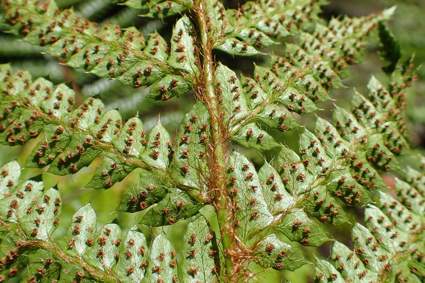 Spores of the Japanese Tassel Fern