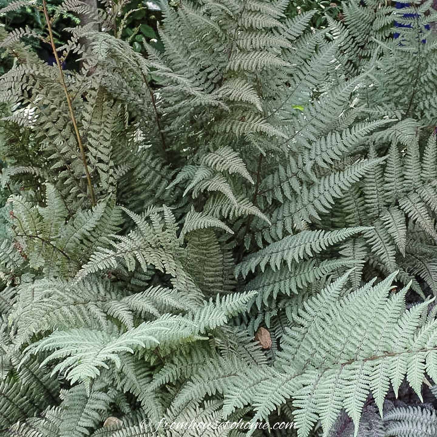 Japanese painted fern 'Ghost'