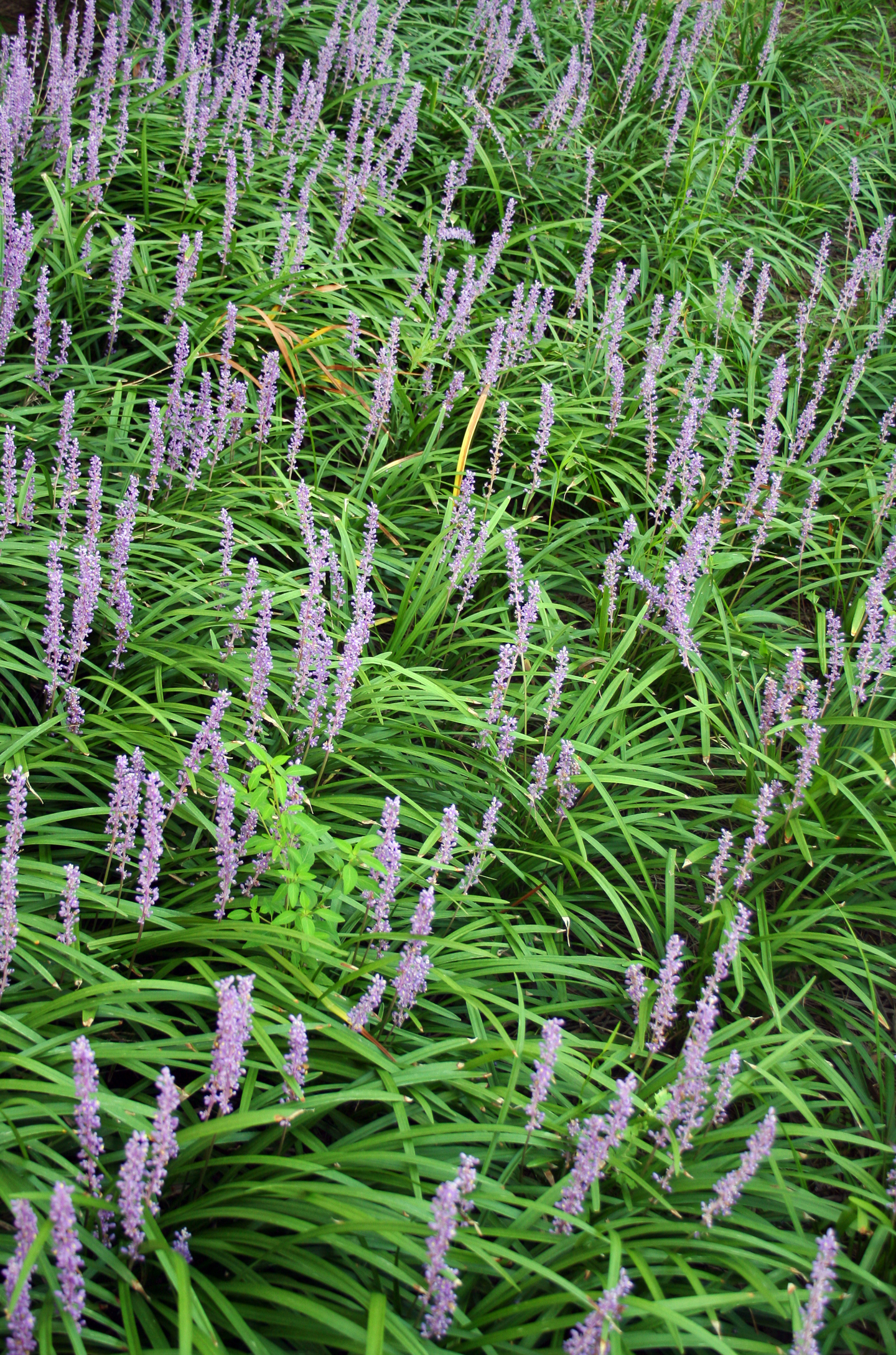Big blue Lilyturf ©photo_HYANG - stock.adobe.com