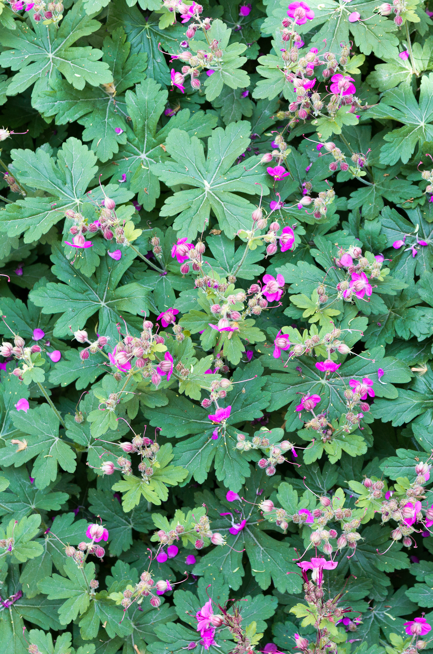Geranium macrorrhizum