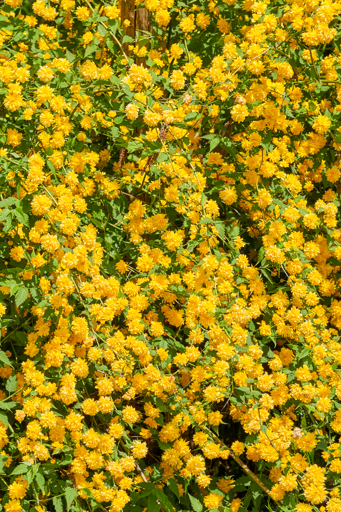 Kerria japonica