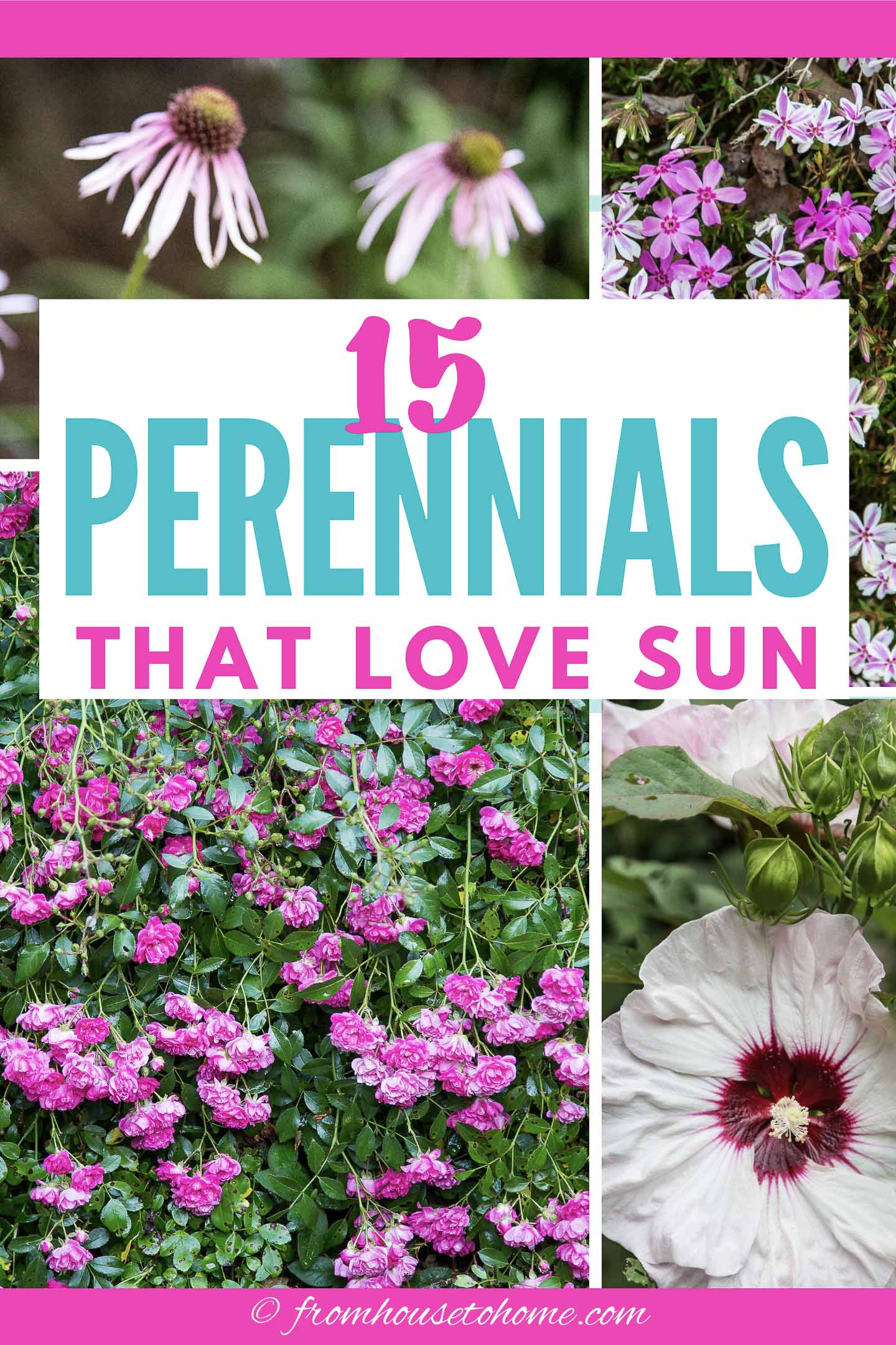 19+ Low Growing Perennials Full Sun 16 Full Sun Perennials: Low Maintenance Plants That Thrive In Sun