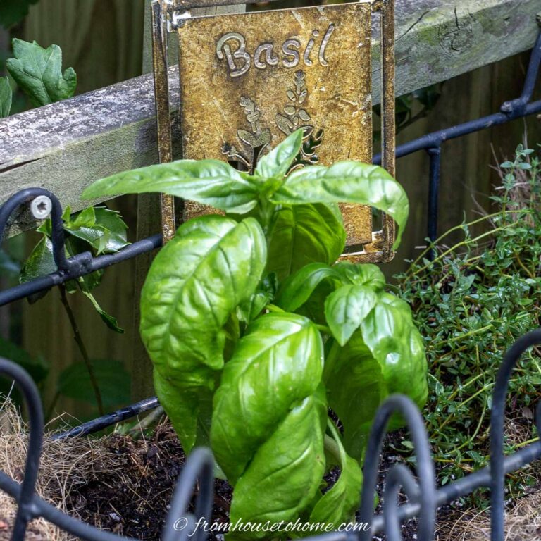 Close up of basil growing in a window box