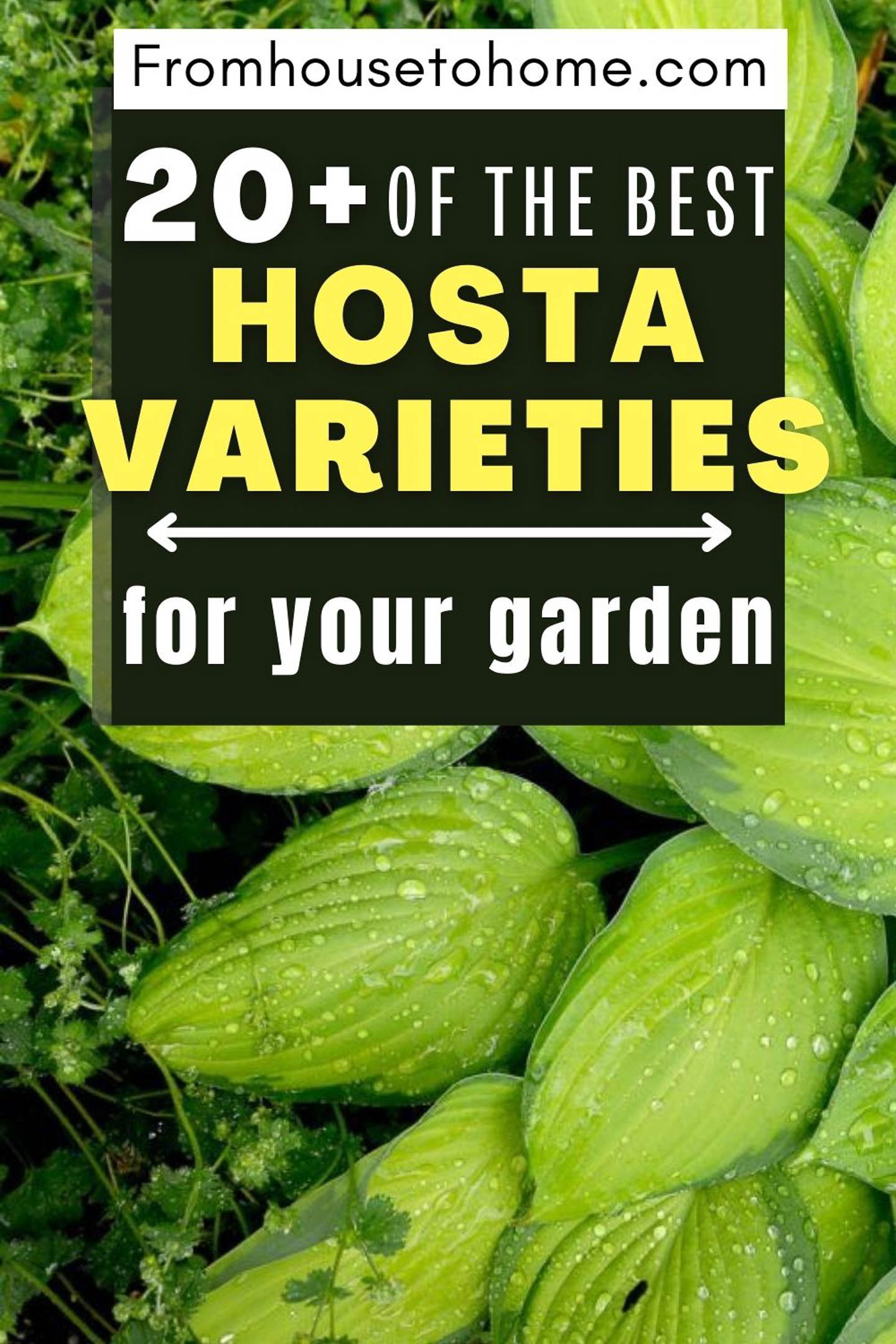 Hosta Varieties: 20+ Of The Best (Not Boring) Plaintain Lilies For Your