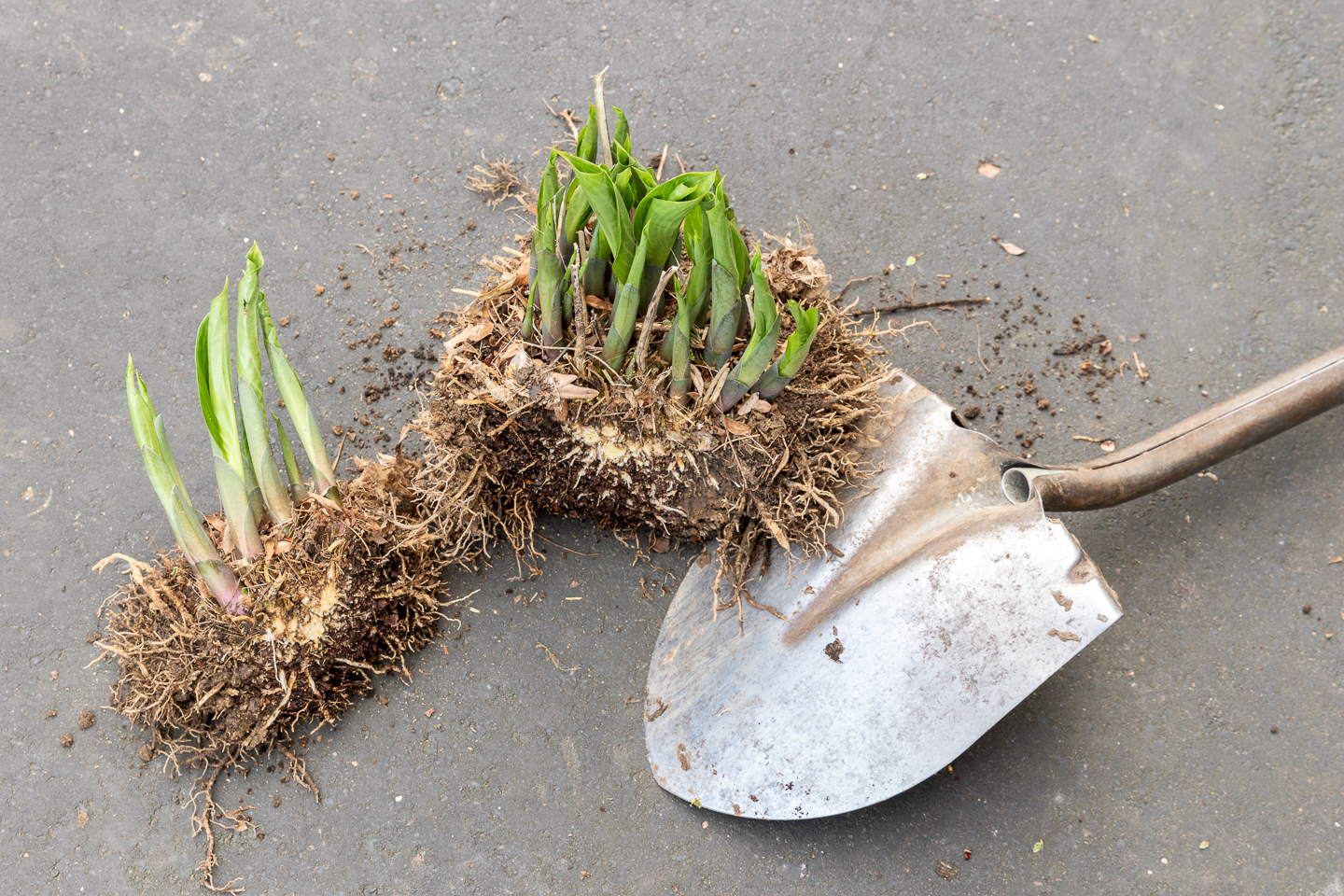 A divided Hosta with a shovel