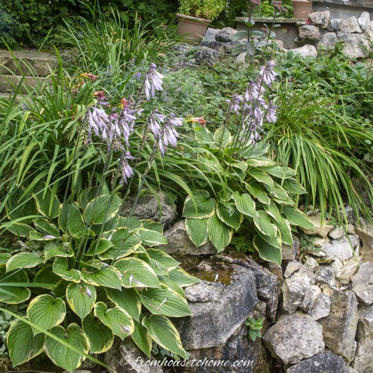 Hosta companion plants - daylilies