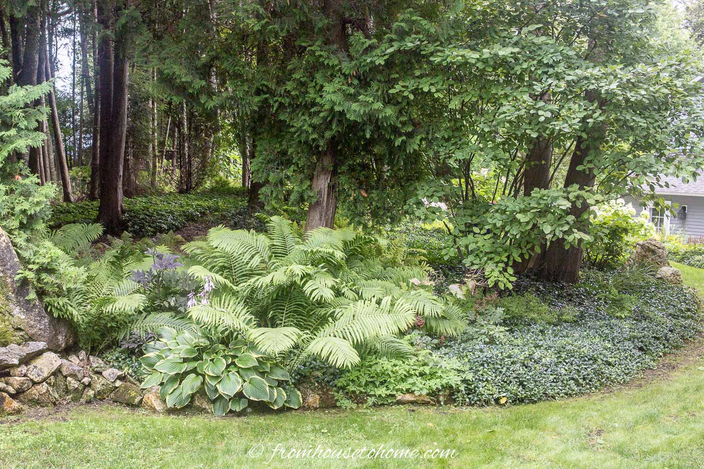 Hostas planted with ferns