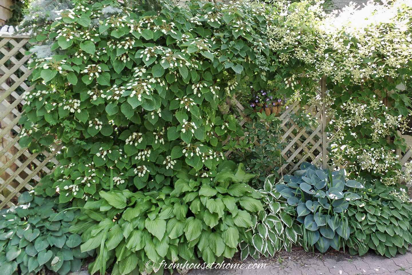Hostas growing under a climbing Hydrangea vine