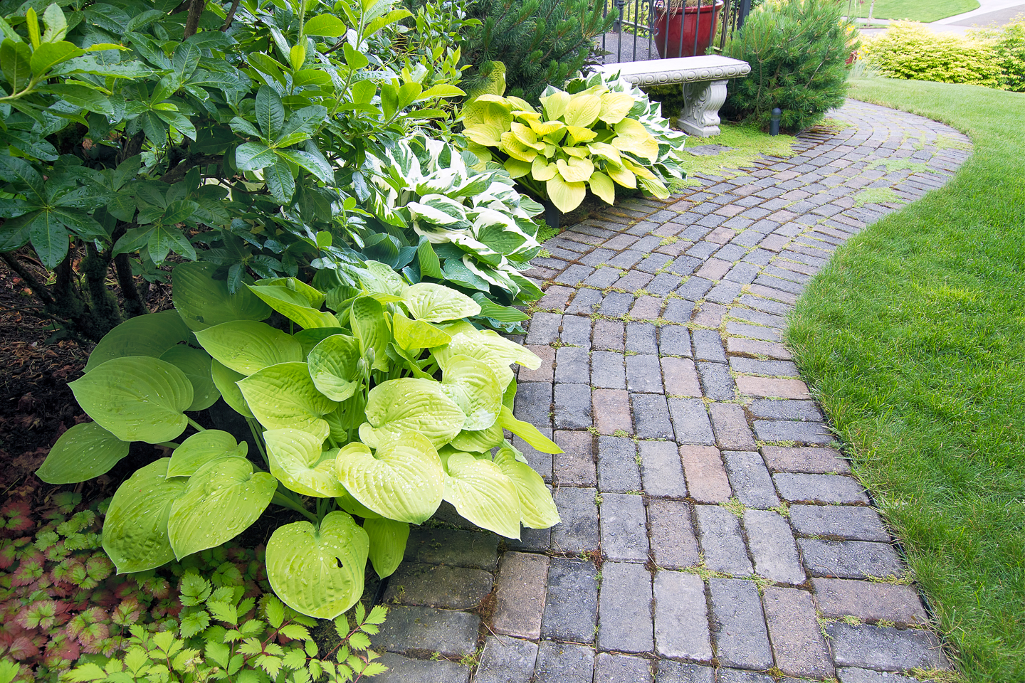 Alternating Hostas lining a garden path