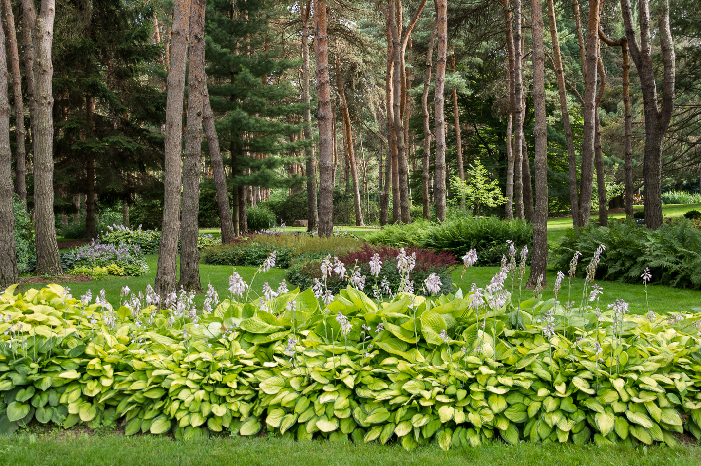 A large garden border made of Hostas