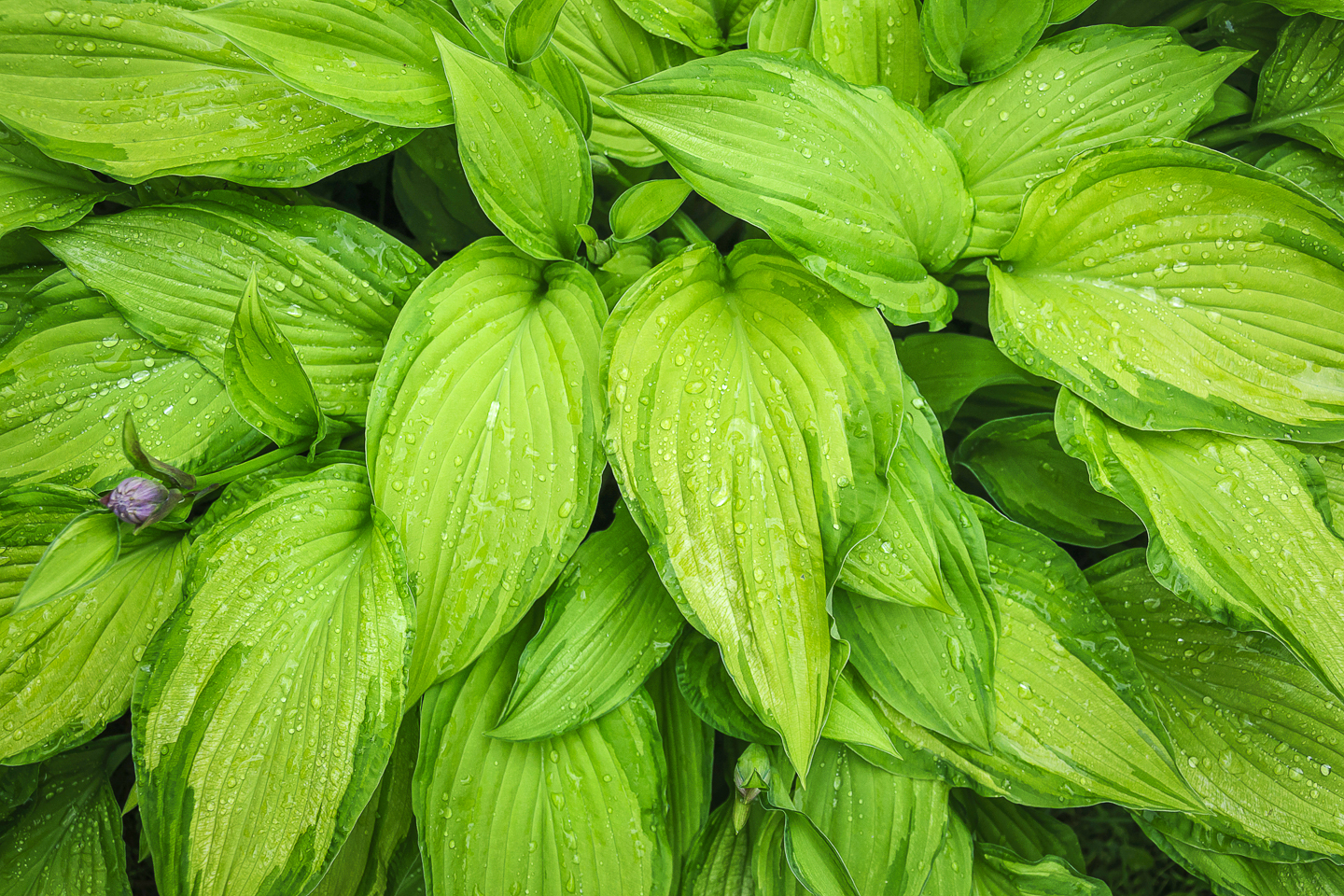 Hosta 'Gold Standard' ©luckat - stock.adobe.com