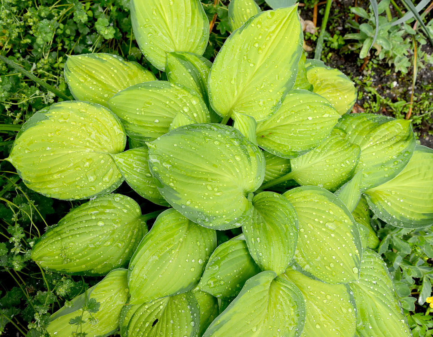 yellow-leaved Hosta 'stained glass' ©vodolej - stock.adobe.com
