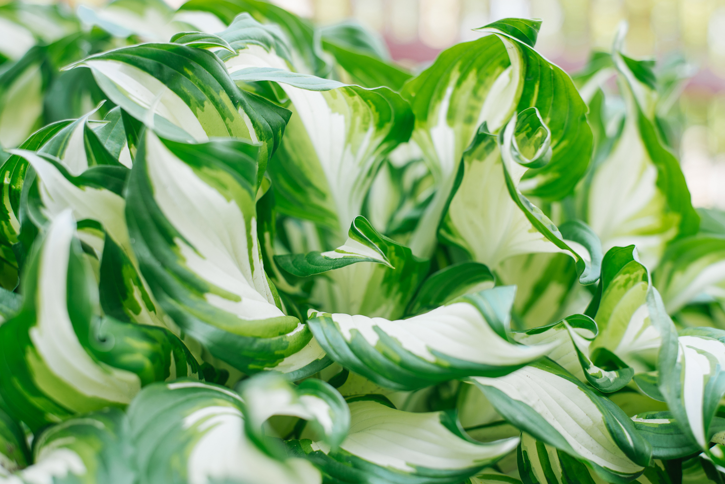 Hosta 'Fire and Ice' ©Sunshine - stock.adobe.com