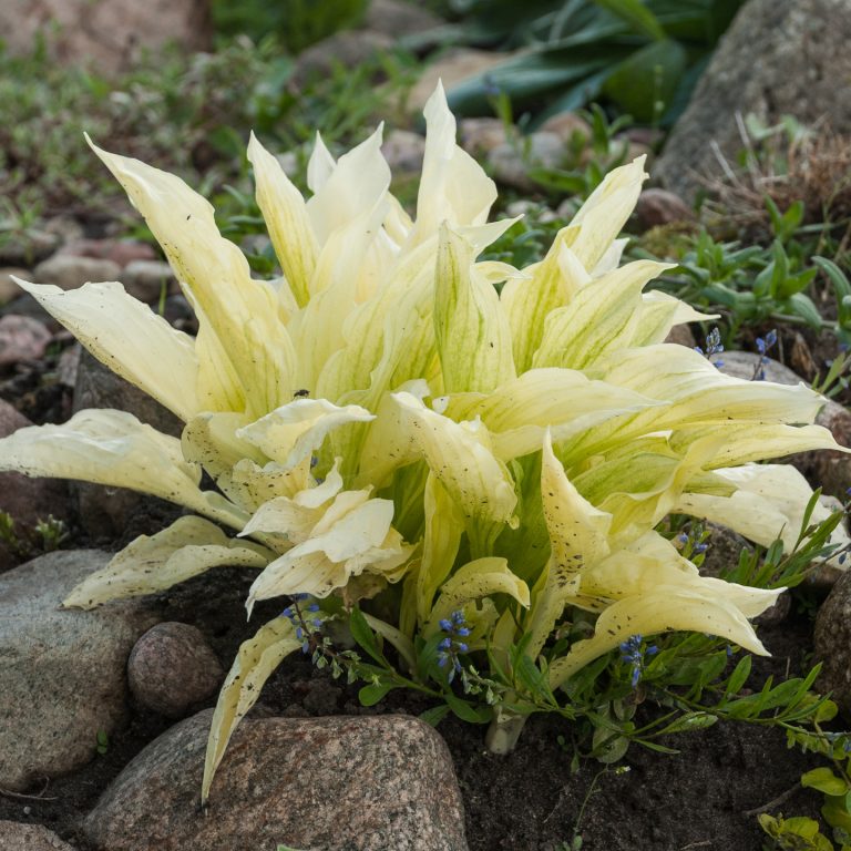 Hosta Varieties: 20+ Of The Best (Not Boring) Plaintain Lilies For Your Garden