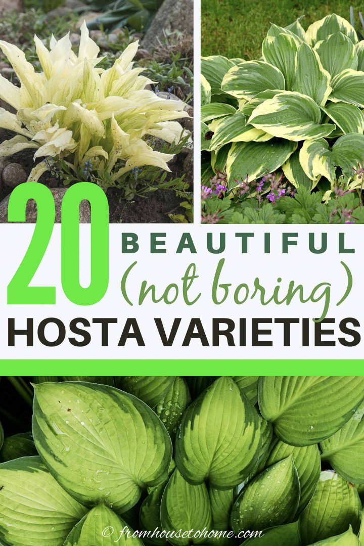 20+ beautiful (not boring) hosta varieties