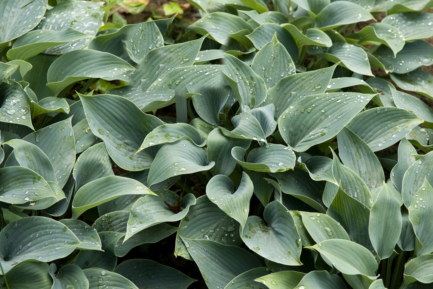 Hosta 'Halcyon' ©Ruckszio - stock.adobe.com