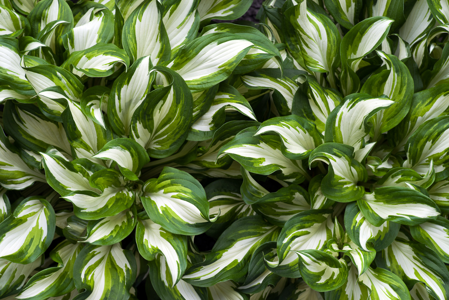 White variegated Hosta undulata 'Medio Variegata'
