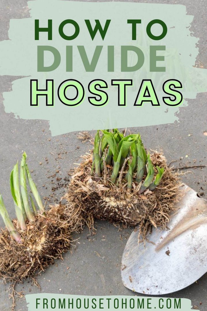 How To Divide A Hosta