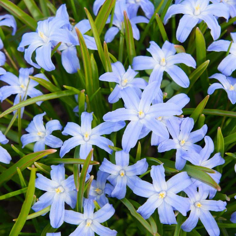 Best Bulbs To Plant In The Fall (That Are Not Tulips)