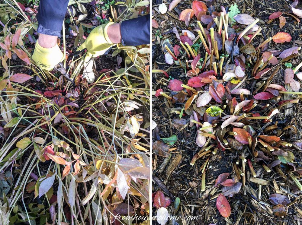 Fall Garden Cleanup Checklist: How To Winterize Your Garden