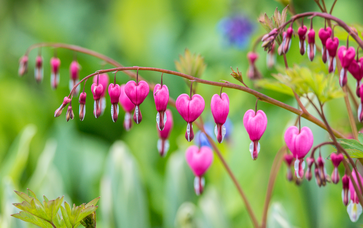 Bleeding heart