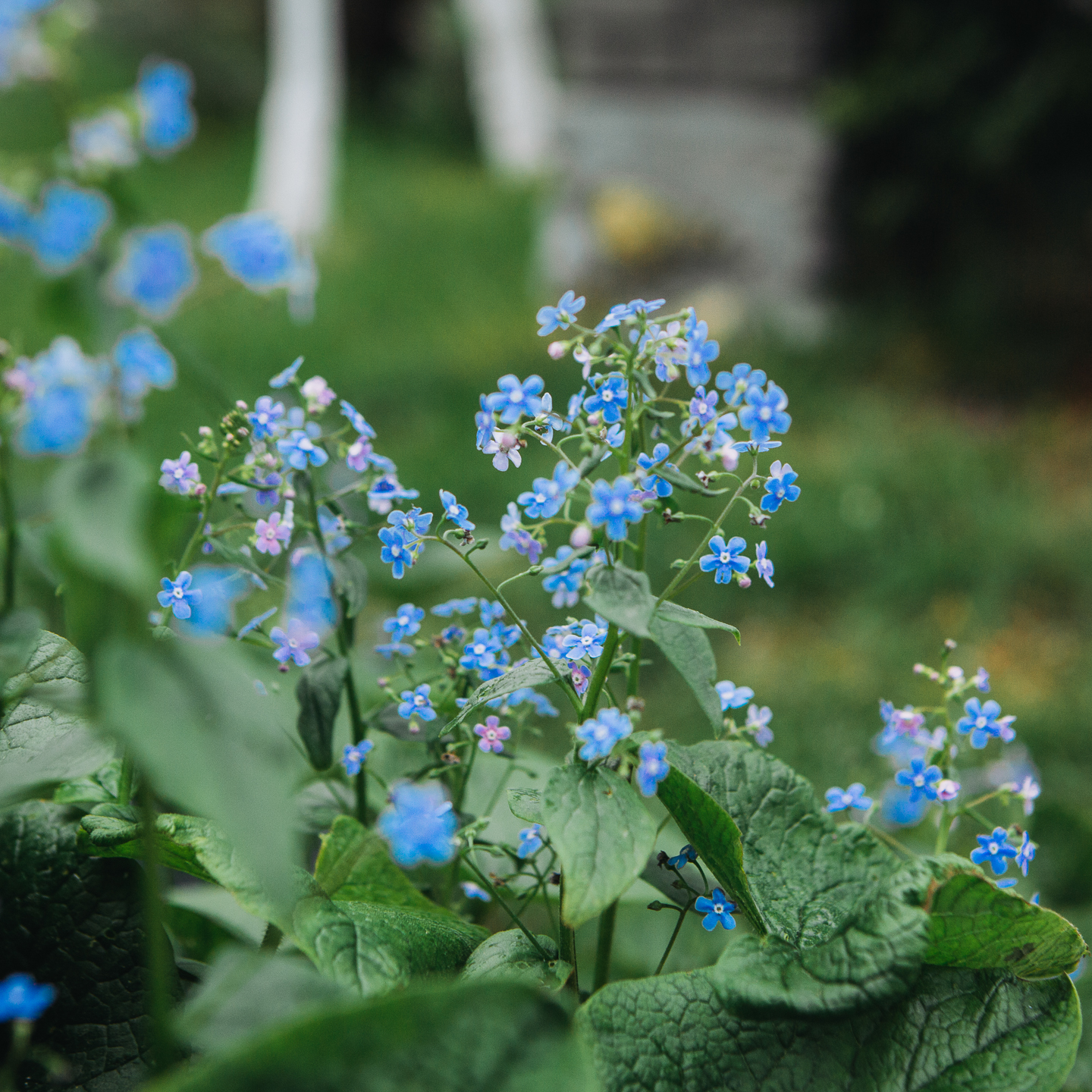Brunnera flowers
