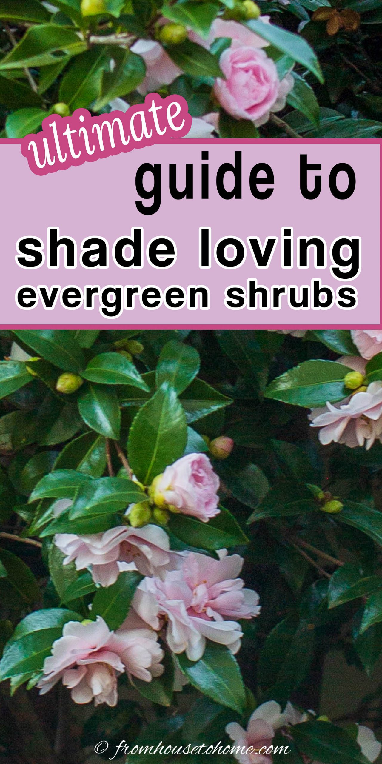 Evergreen Shrubs For Shade (That Look Good All Year)