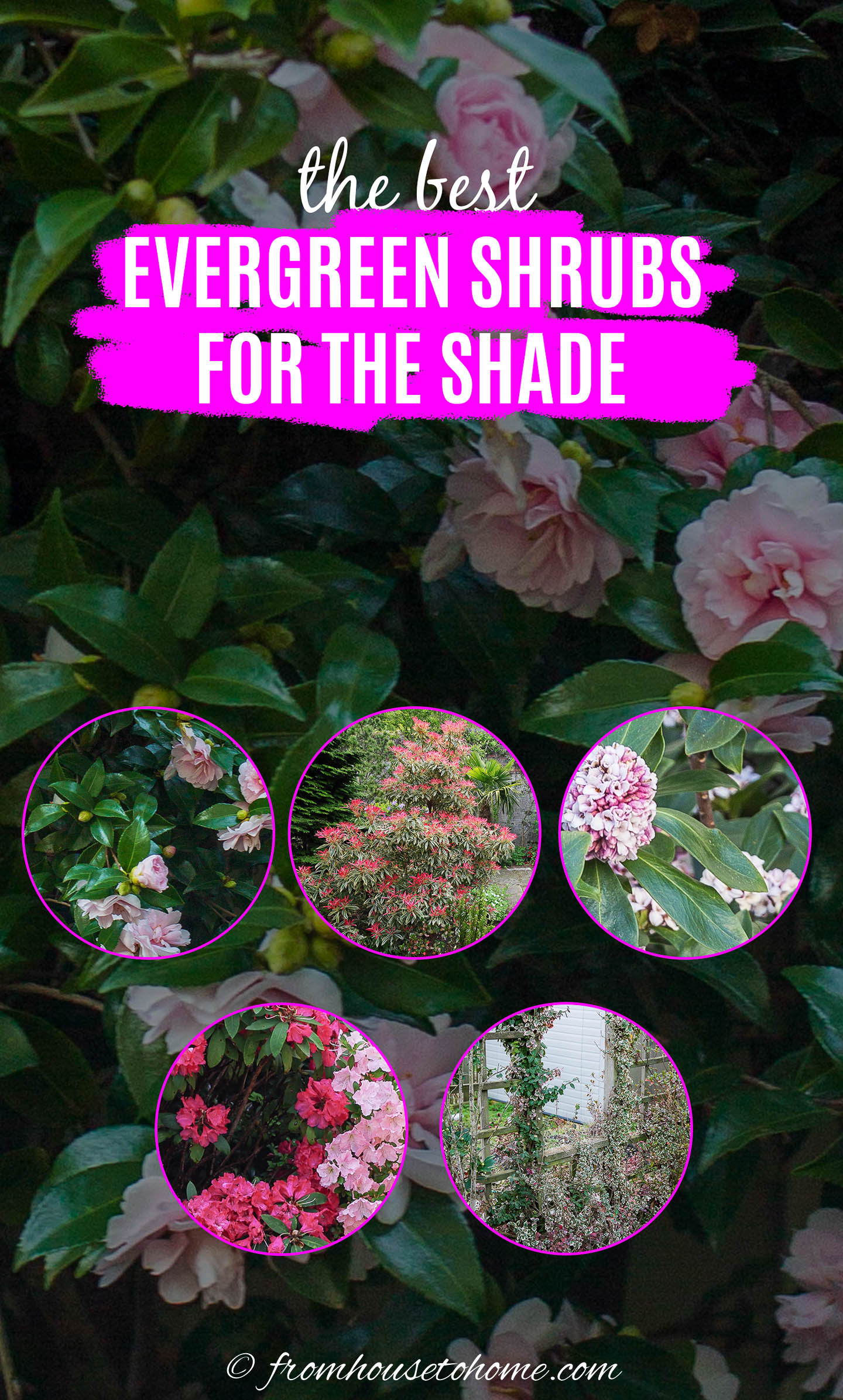 19+ Shrubs That Thrive In Shade Evergreen Shrubs For Shade (That Look Good All Year)
