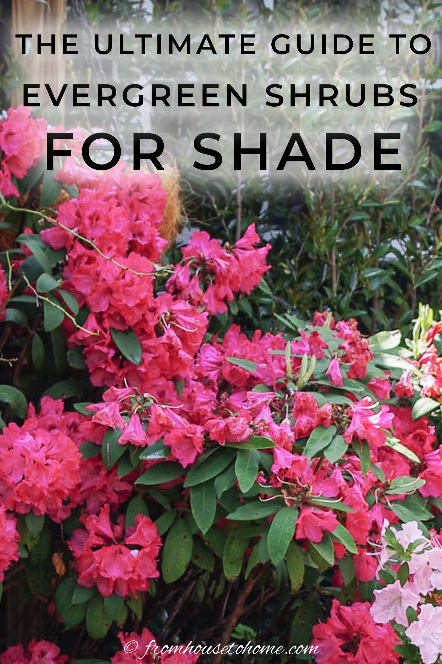 7+ Shrubs To Plant In Shade Evergreen Shrubs For Shade (That Look Good All Year)