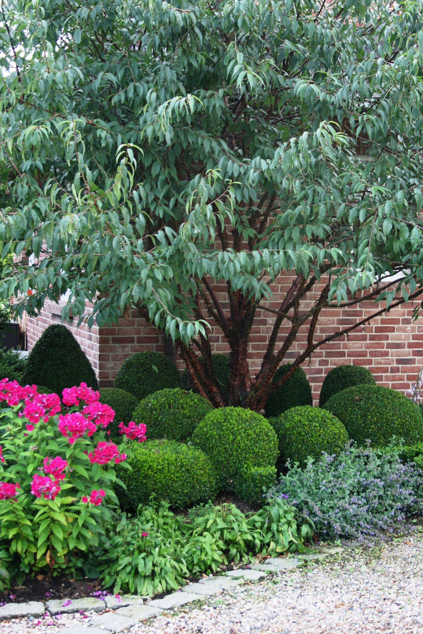 Boxwood shrubs, phlox, and lavender growing in a garden bed under a tree