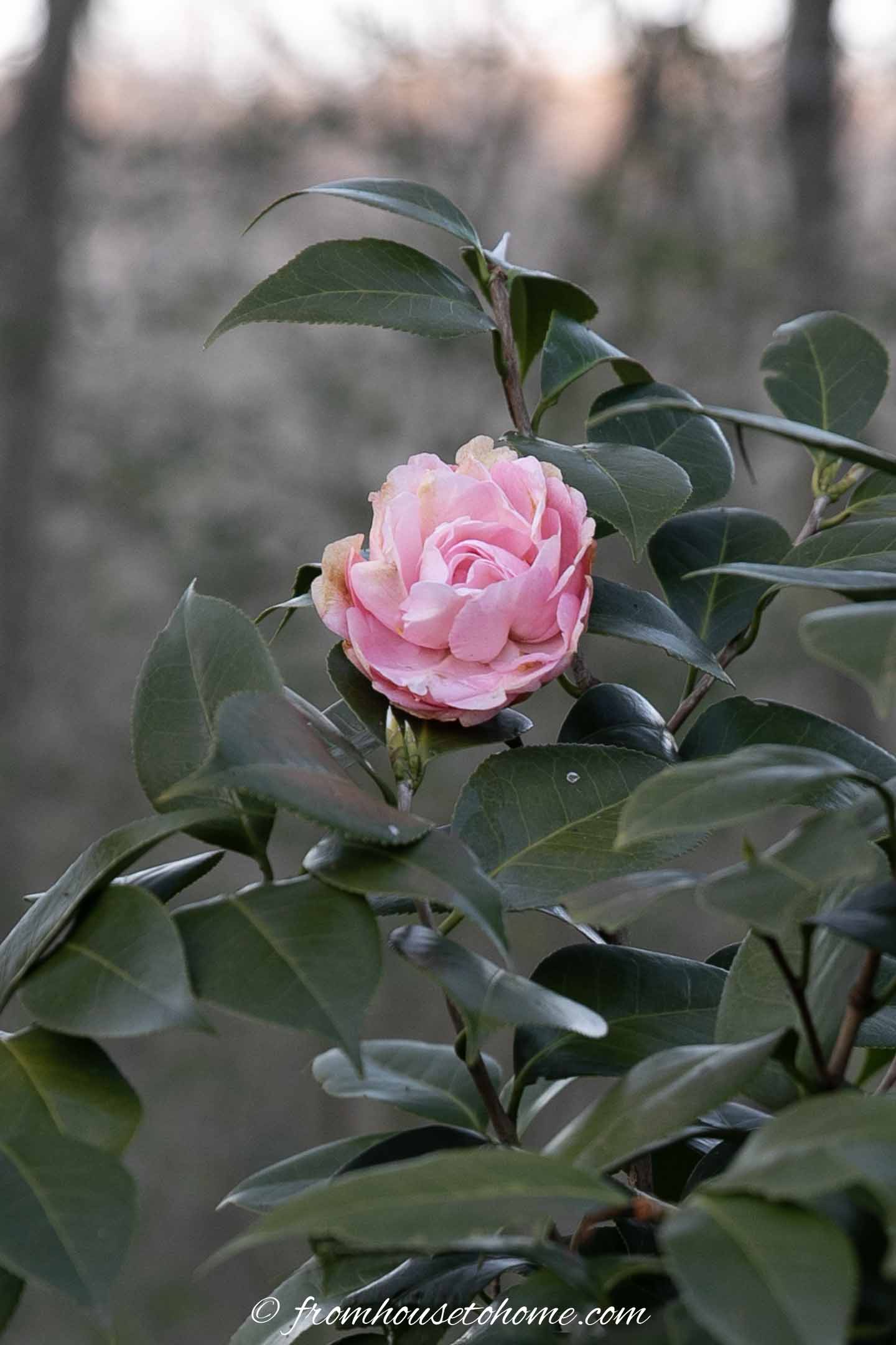Light pink Camellia flower