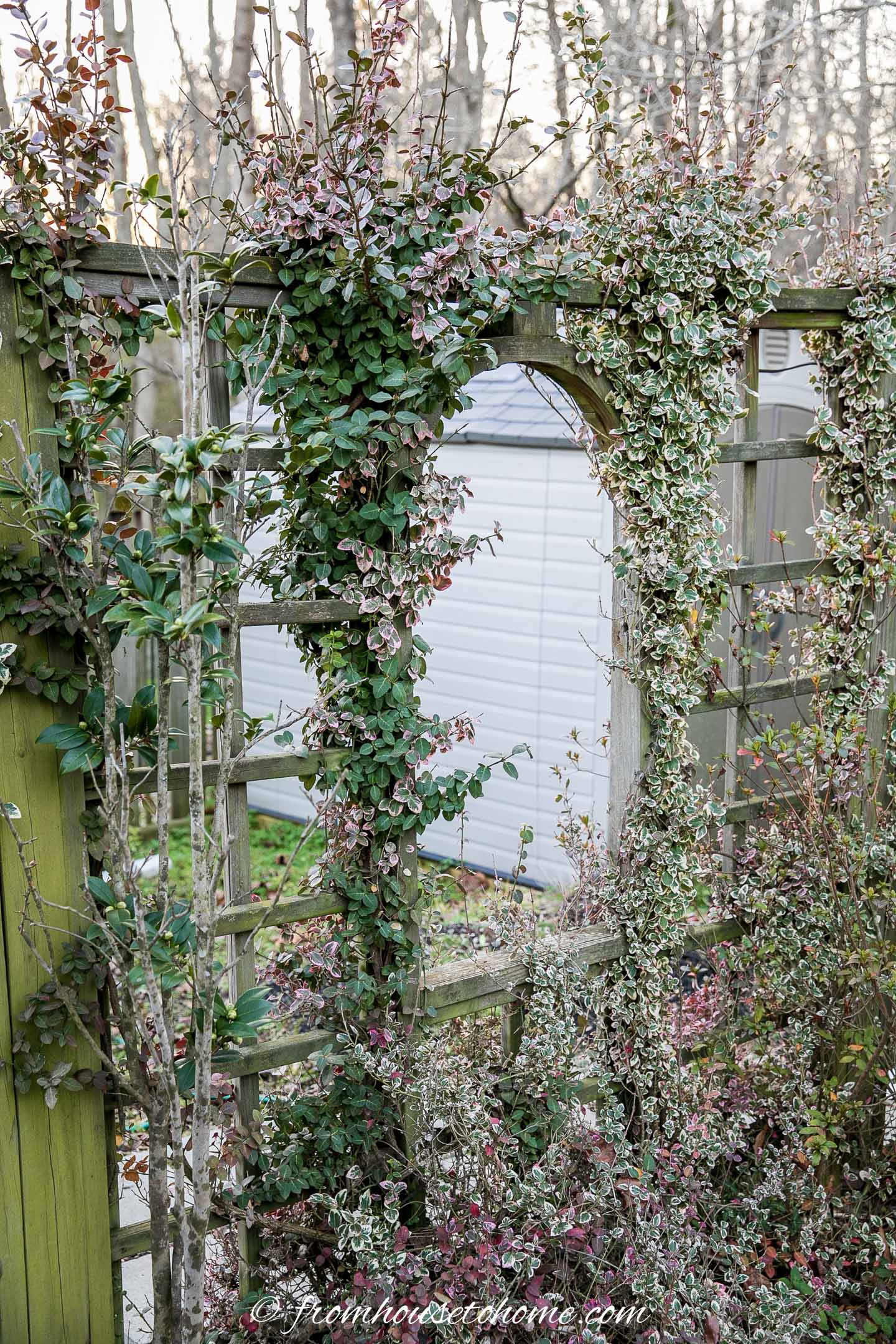 Wintercreeper (Euonymus fortunei) growing up a fence in the garden