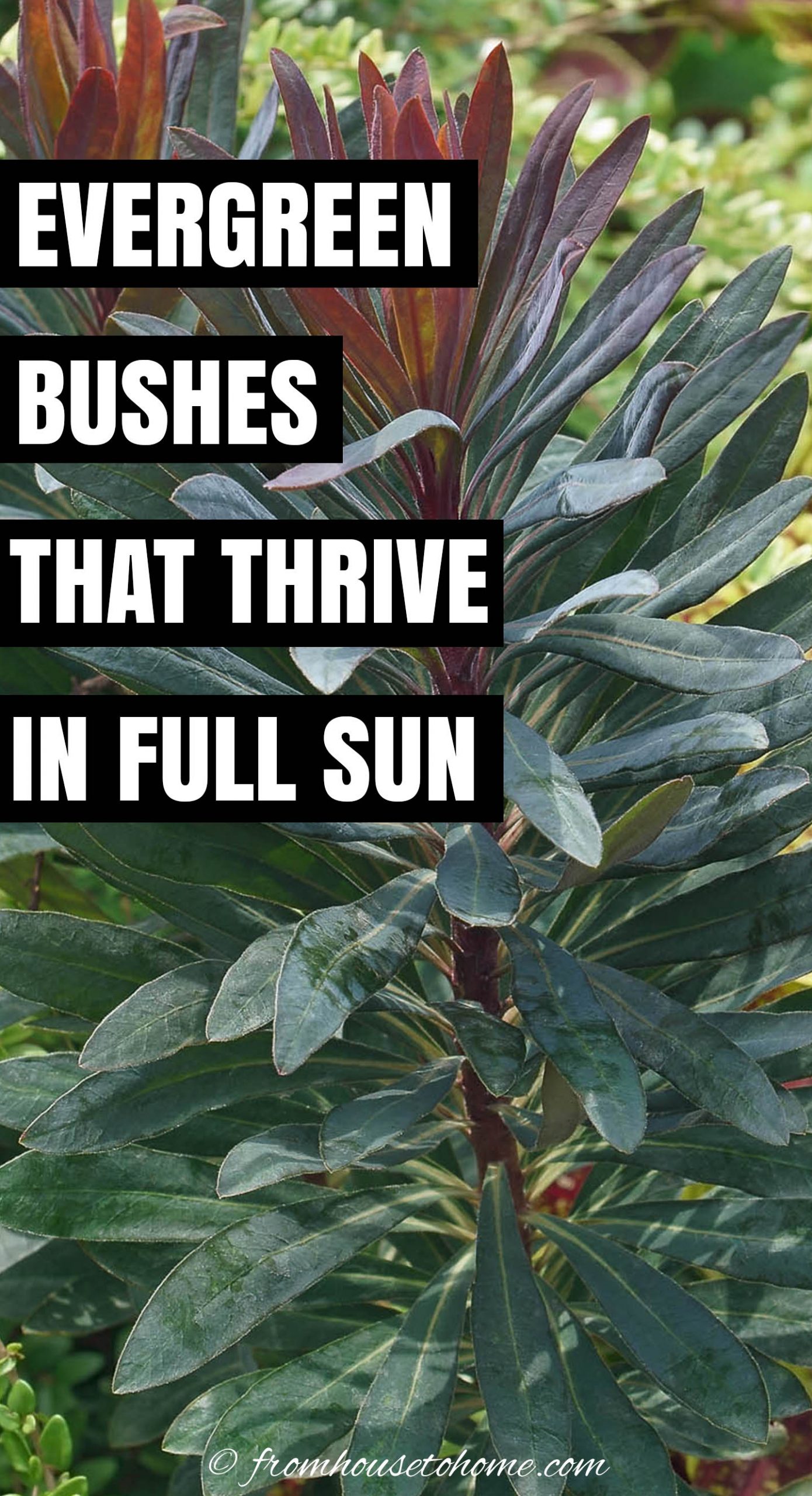 18+ Best Bushes For Full Sun Evergreen Shrubs For Full Sun (The Best Bushes For Year Round Interest)