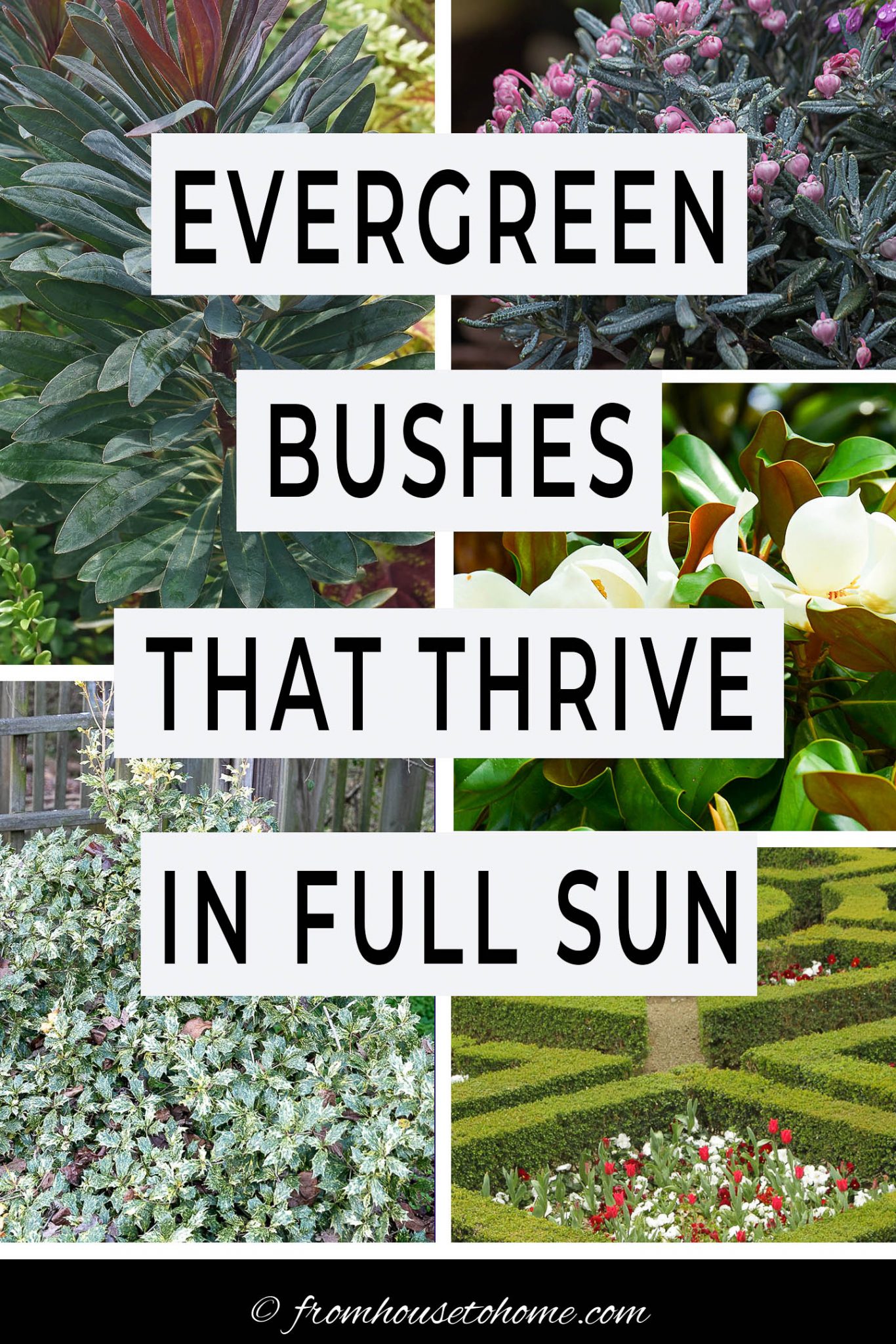 Evergreen Shrubs For Full Sun (The Best Bushes For Year Round Interest)