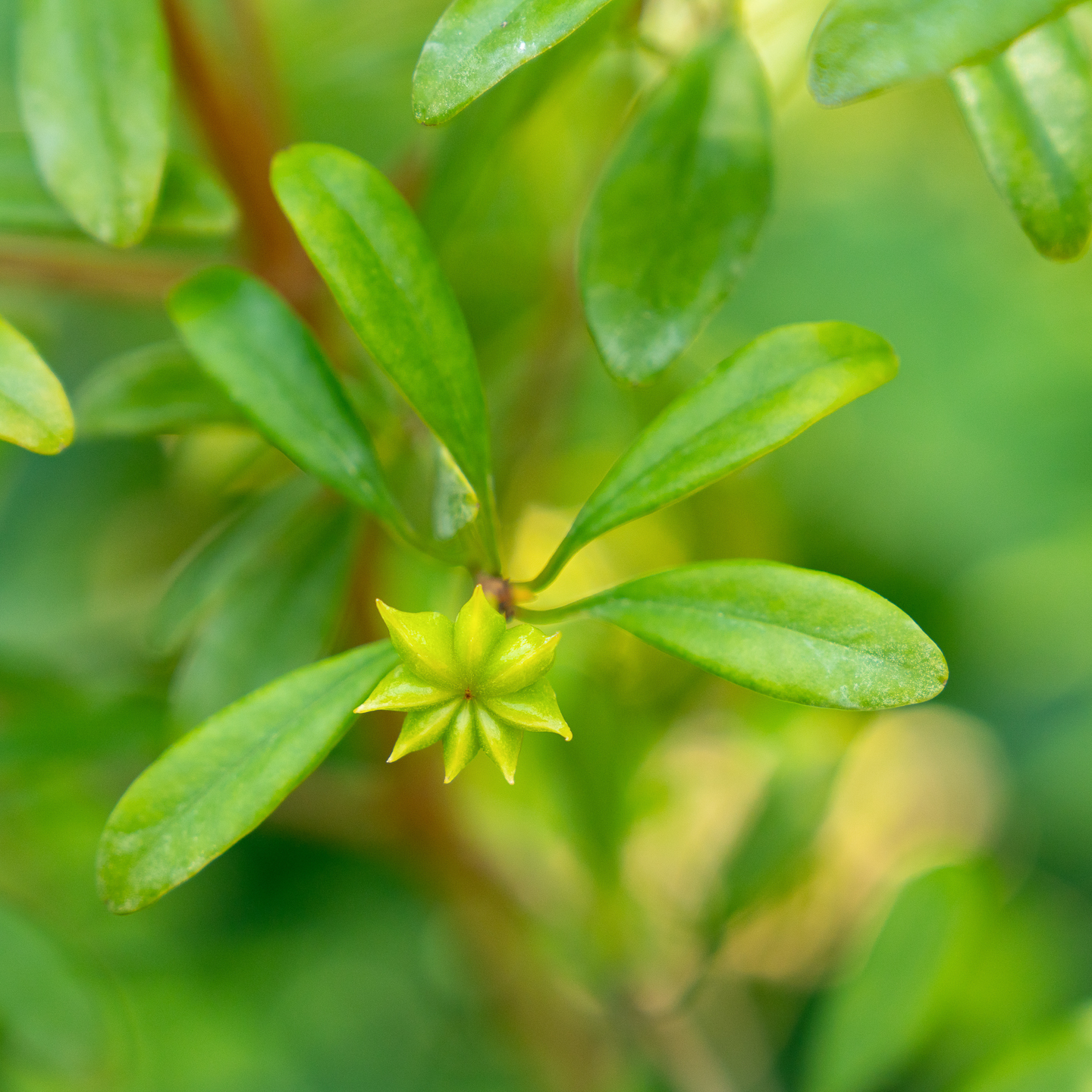 Anise flower