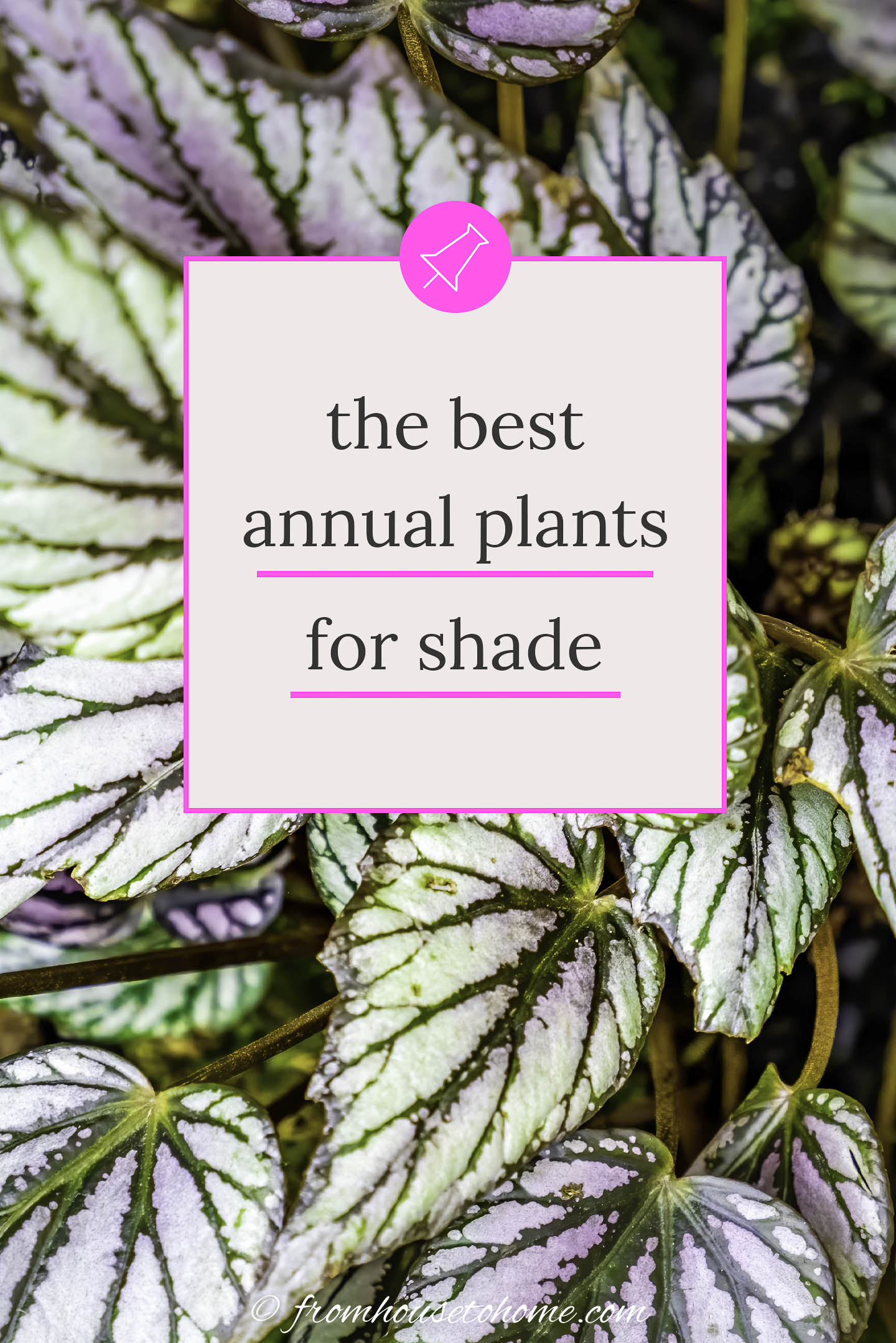 11+ Annuals Part Shade Best Shade Annuals: 16 Flowers and Foliage Plants For Shade