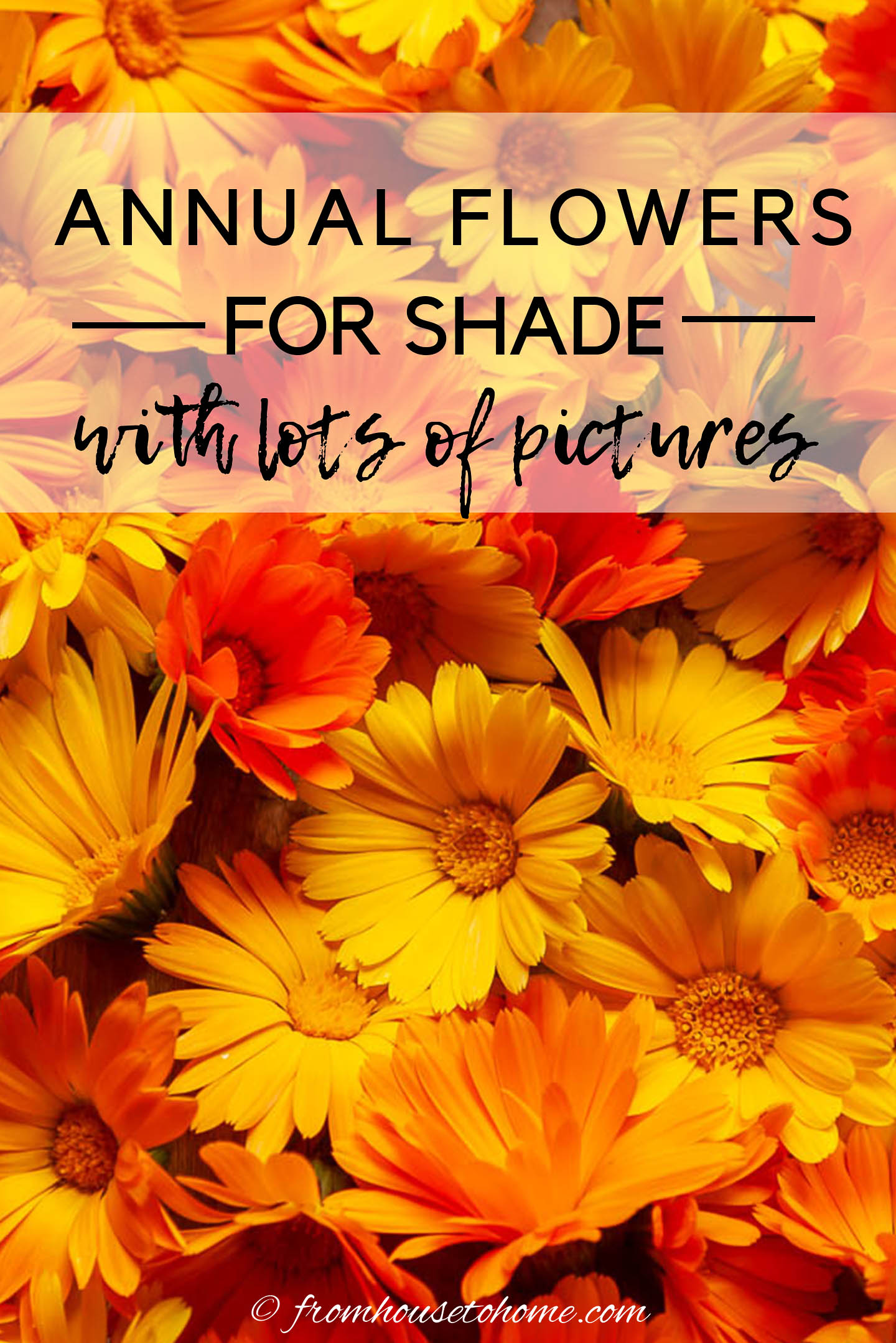 Best Shade Annuals: 16 Flowers and Foliage Plants For Shade