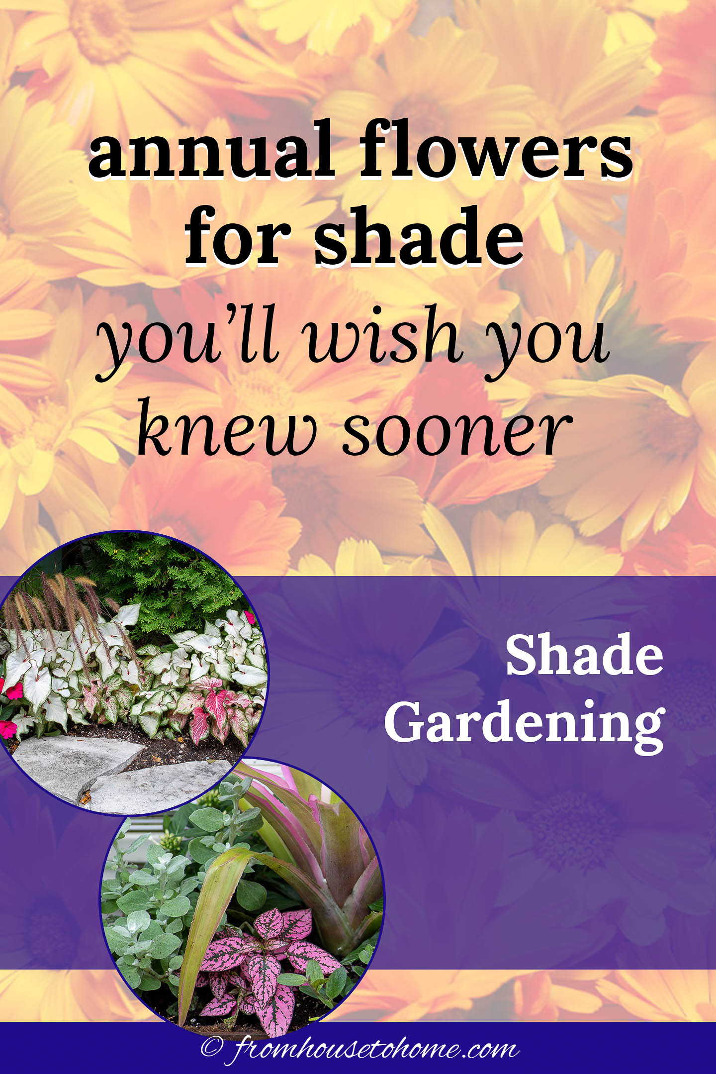 Best Shade Annuals: 16 Flowers and Foliage Plants For Shade