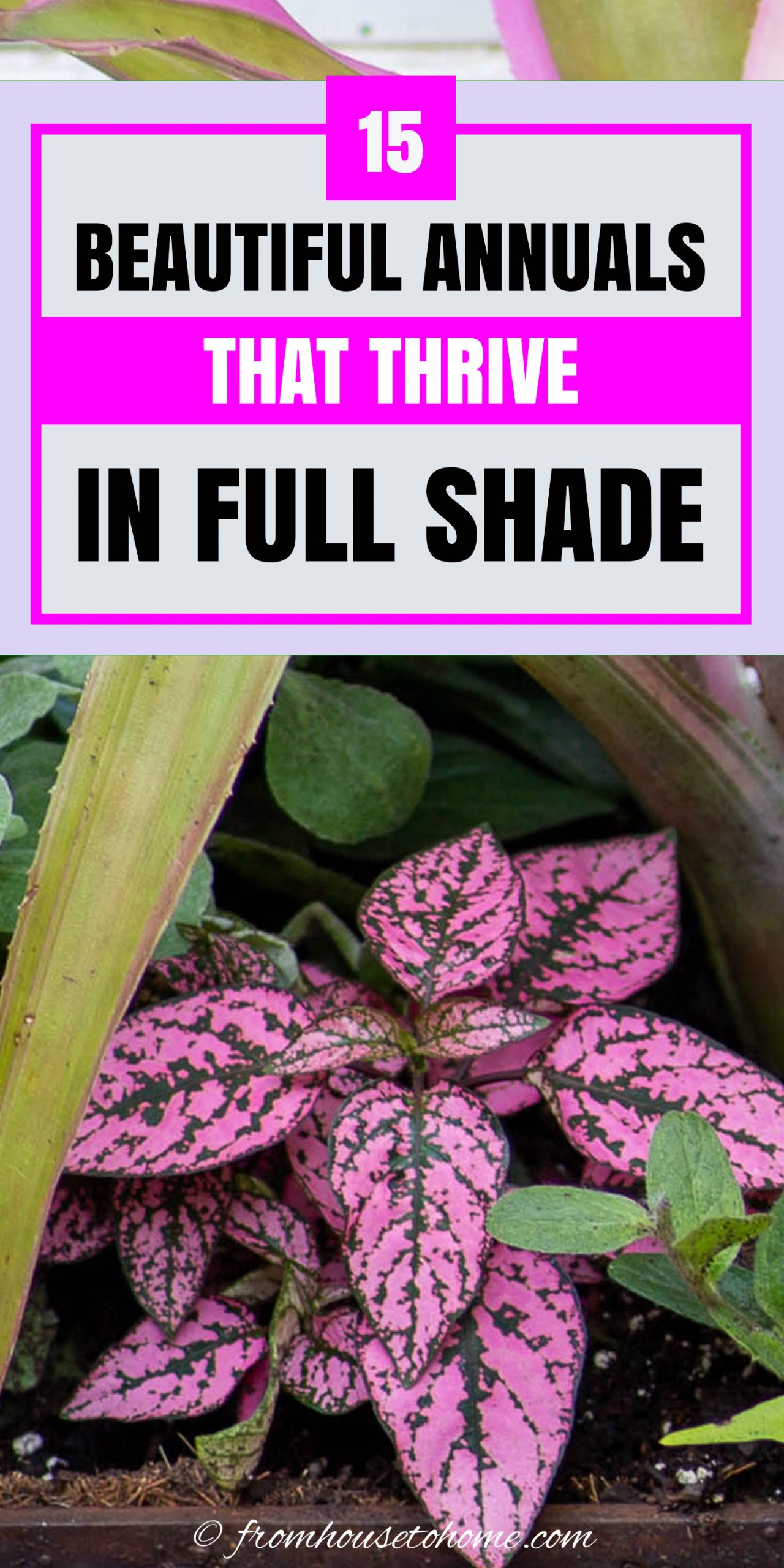Best Shade Annuals: 16 Flowers and Foliage Plants For Shade