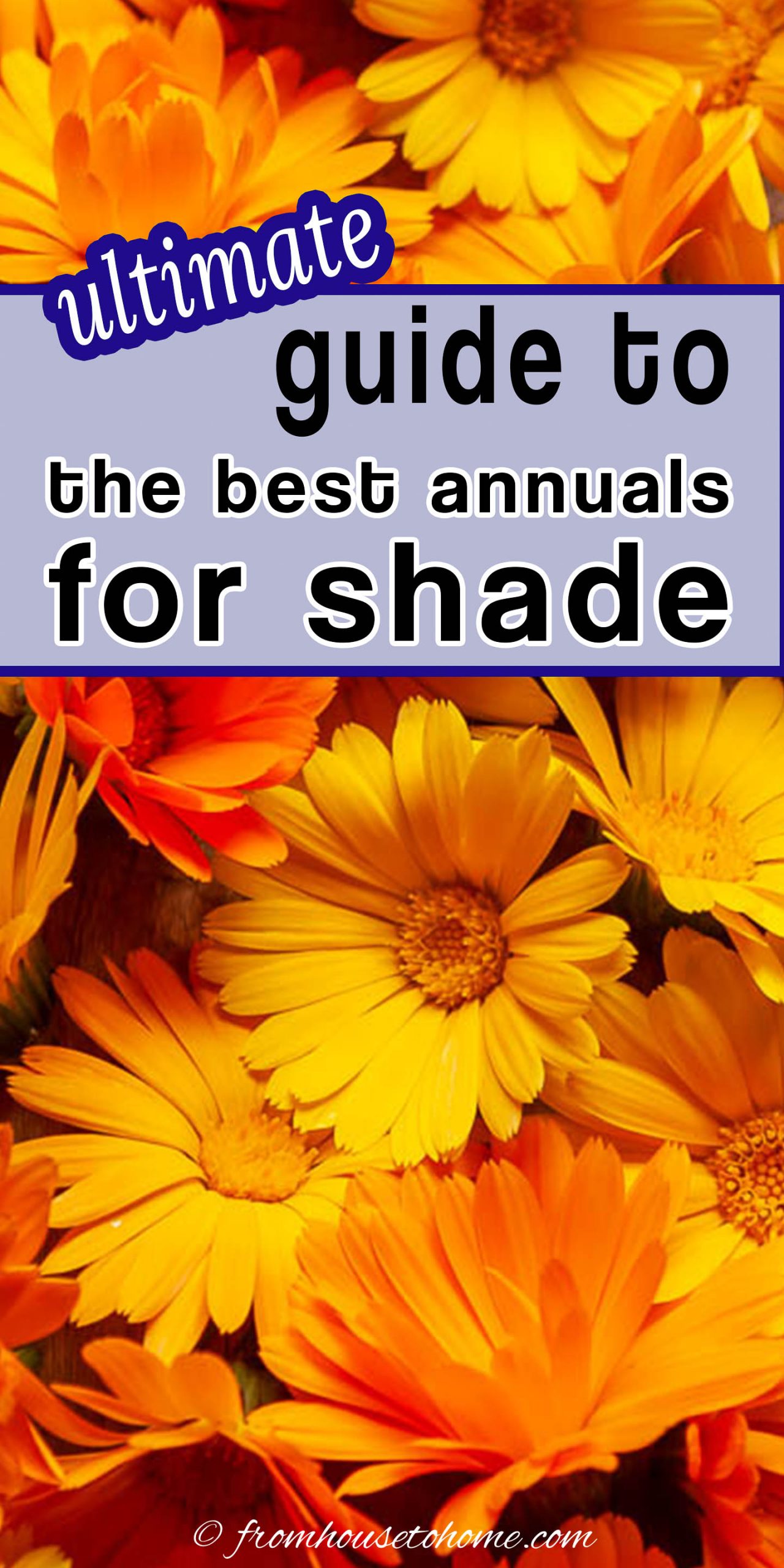 Best Shade Annuals: 16 Flowers and Foliage Plants For Shade