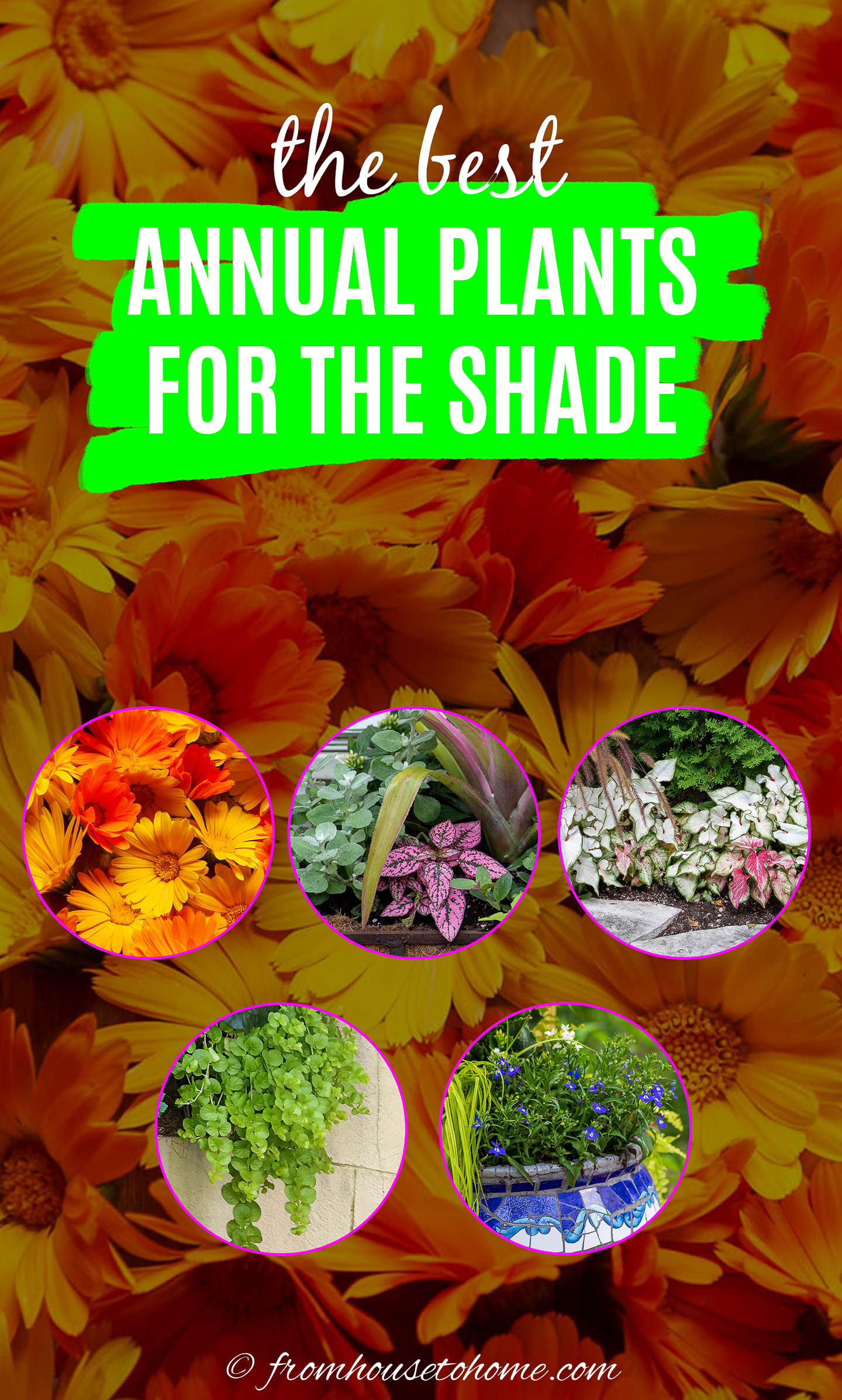 Best Shade Annuals: 16 Flowers and Foliage Plants For Shade