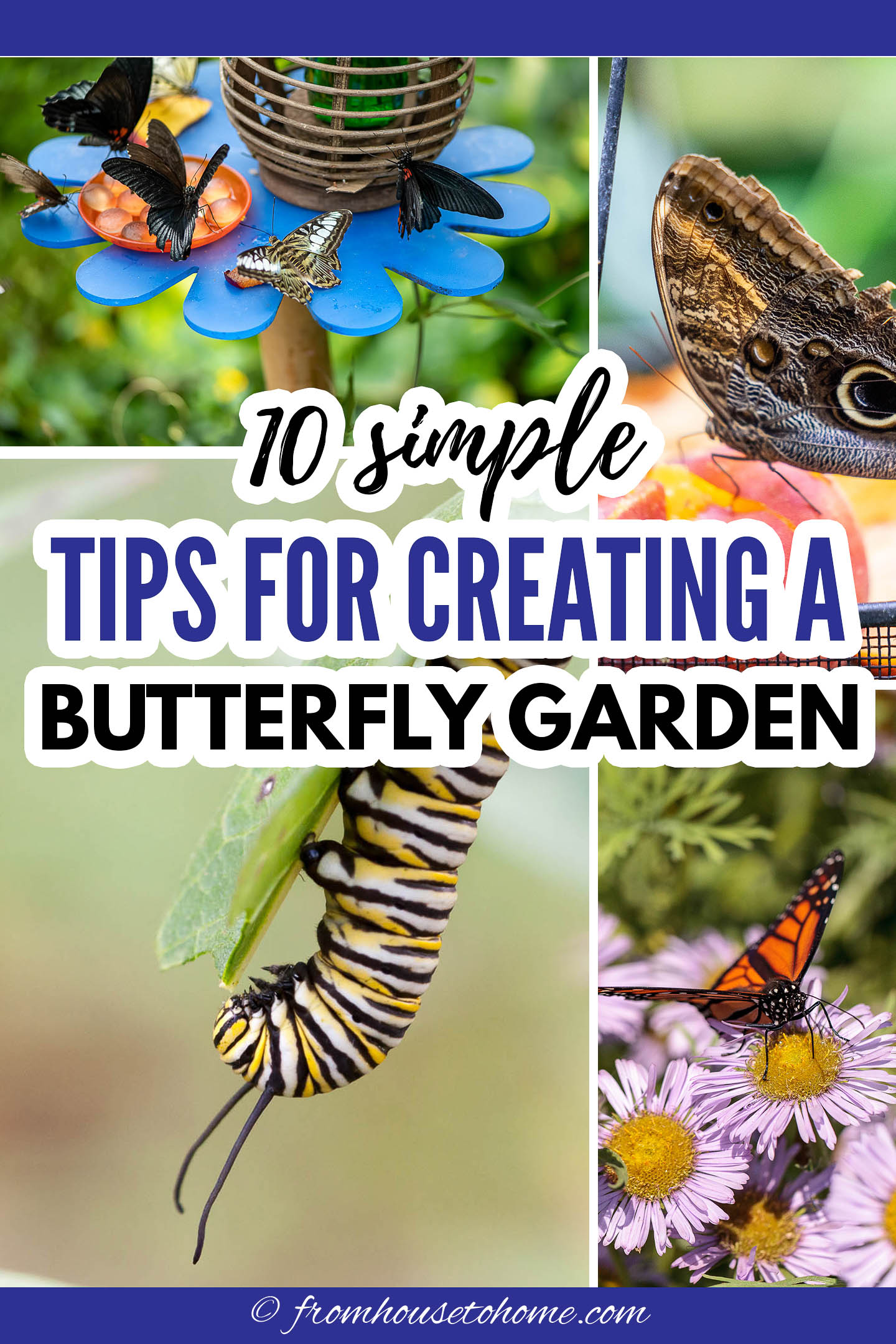 How to Attract Butterflies to Your Home Garden