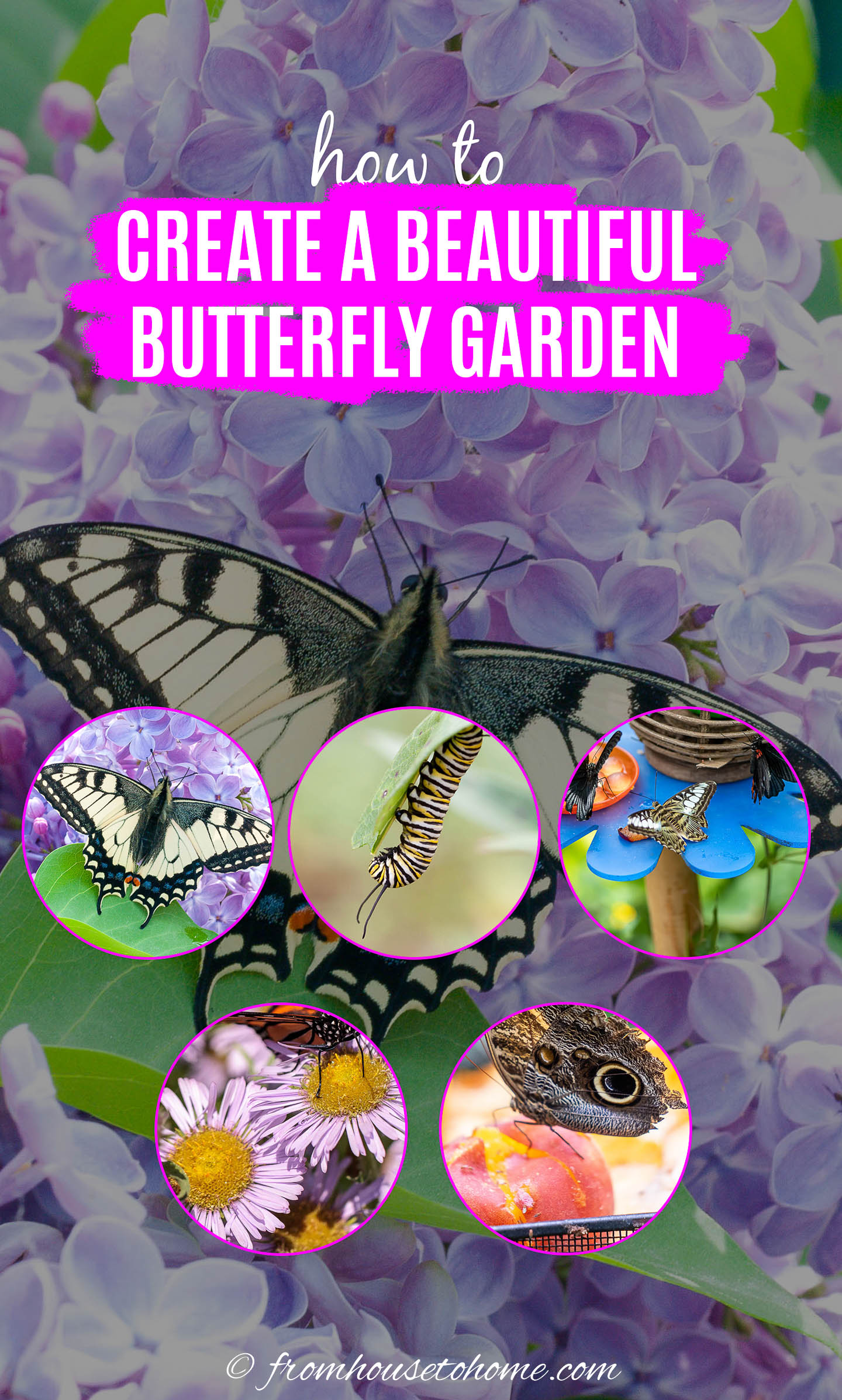 How to Attract Butterflies to Your Home Garden