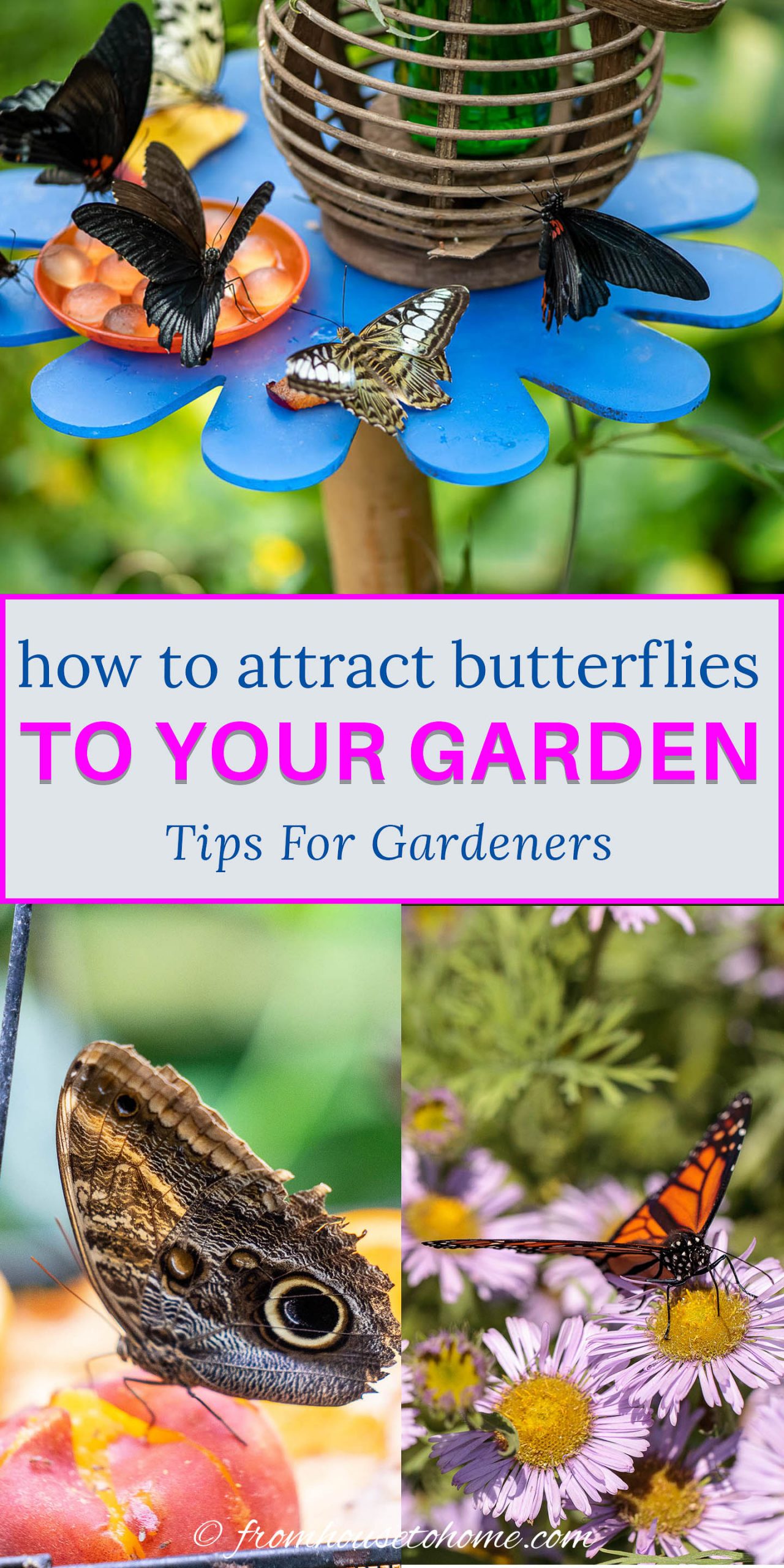 How to Attract Butterflies to Your Home Garden