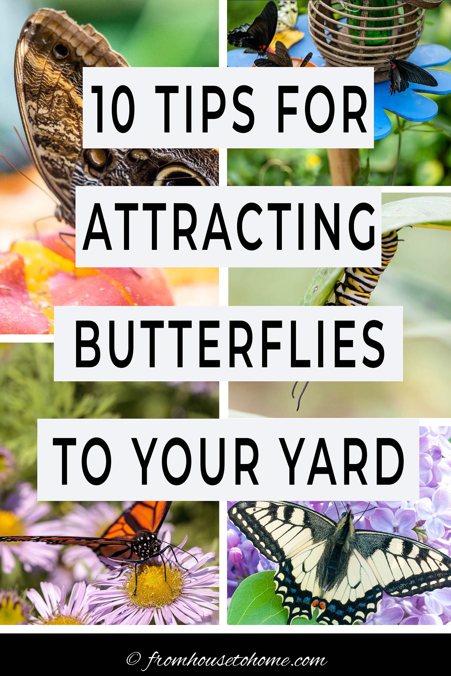 How to Attract Butterflies to Your Home Garden