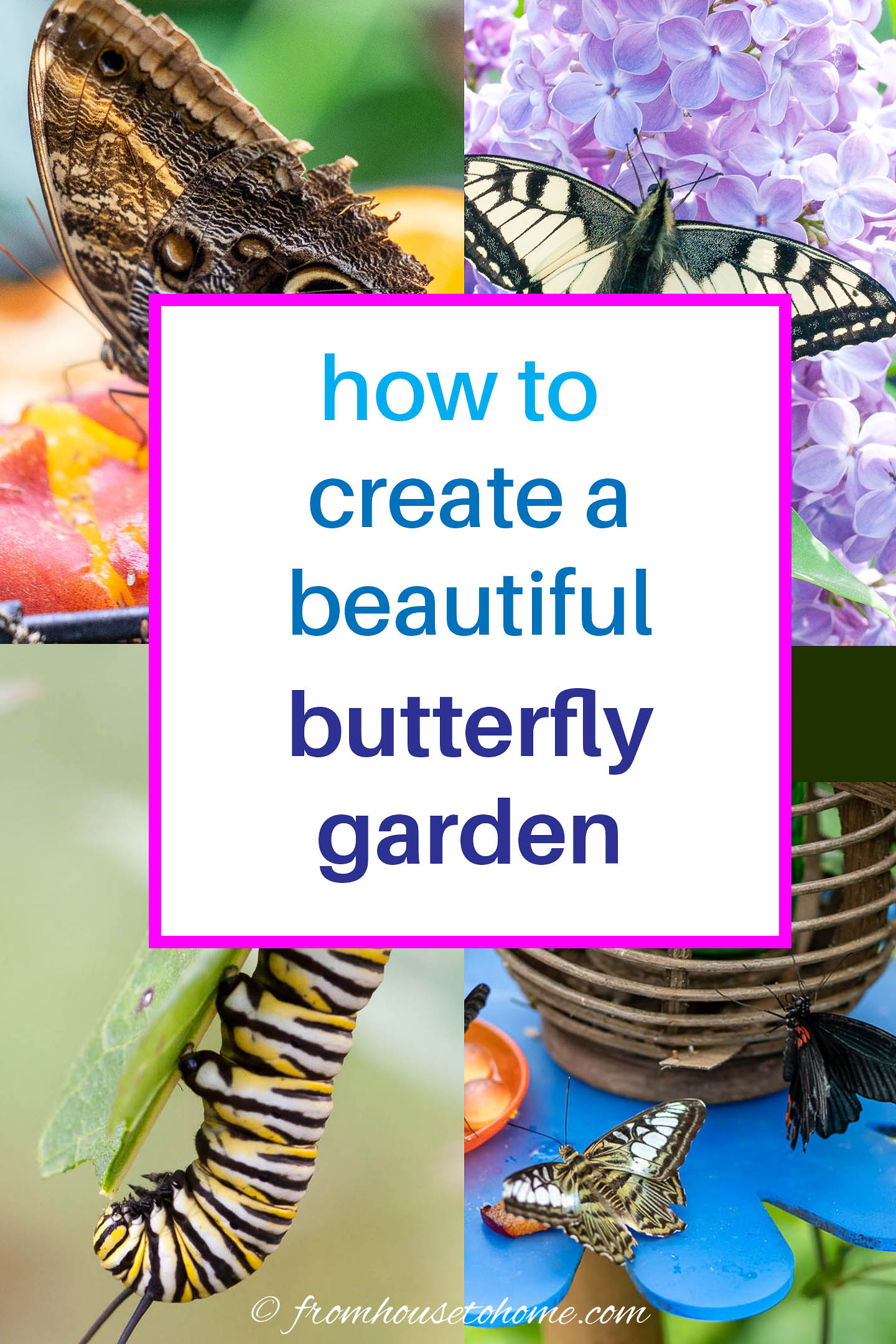 How to Attract Butterflies to Your Home Garden