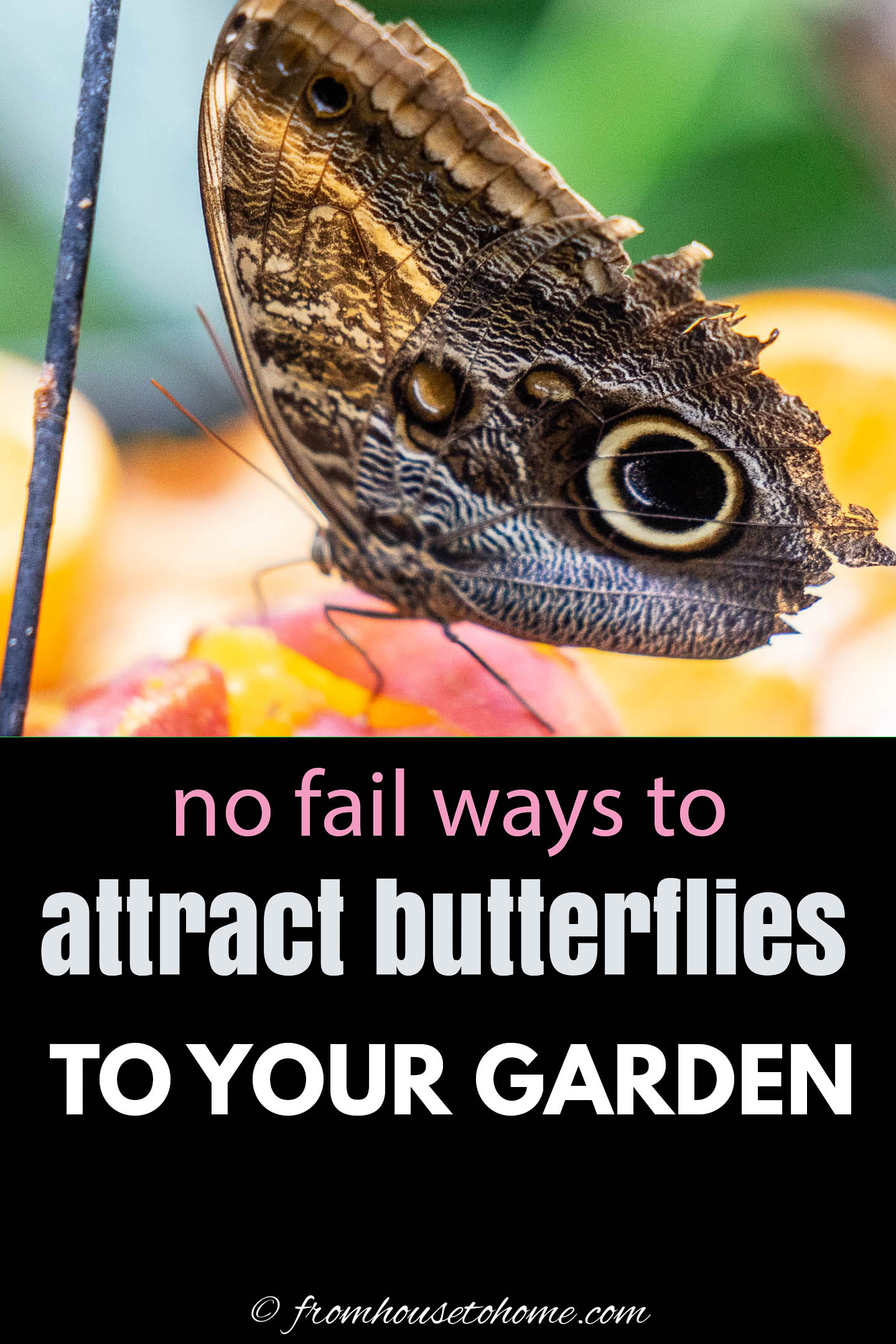 How to Attract Butterflies to Your Home Garden