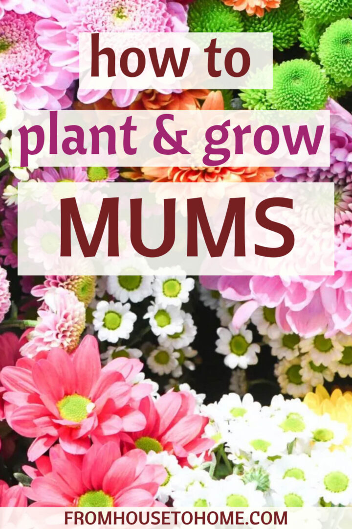 how to plant & grow mums
