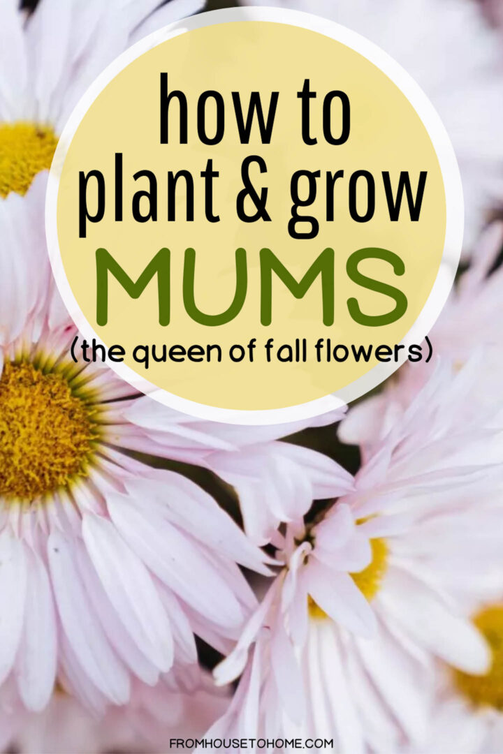 how to plant and grow mums (the queen of fall flowers)